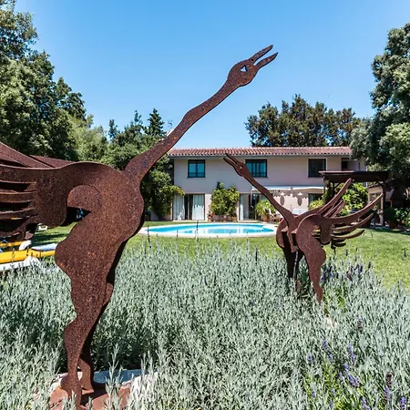Llamas - Villa Pollenca