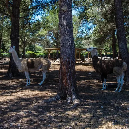 Llamas - Pollenca