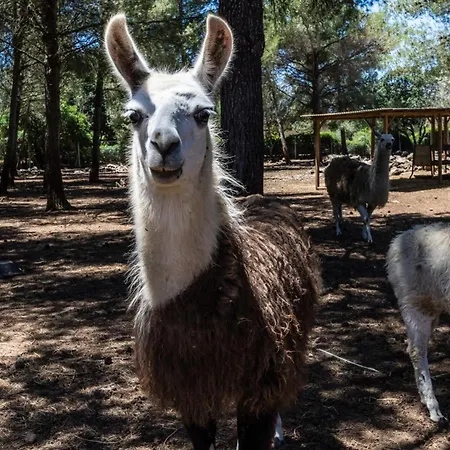 Villa Llamas -